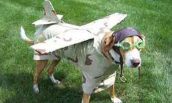Flying Cats and Dogs